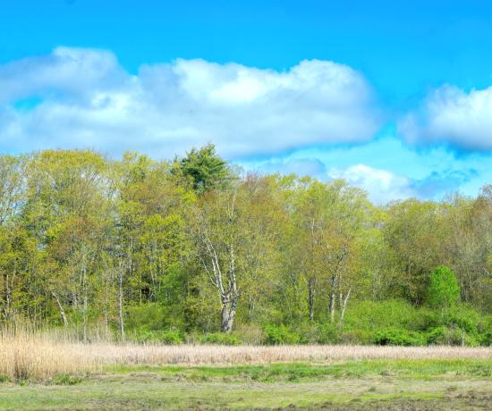 Mill Brook Marsh - Point 6 - Spring Trees