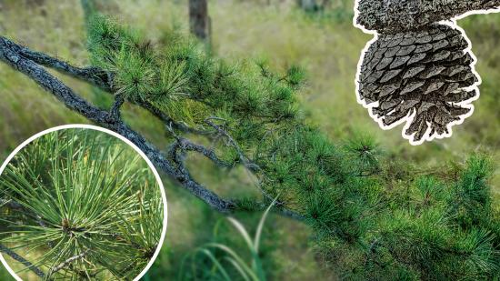 Mill Brook Marsh - Point 11 - Plants