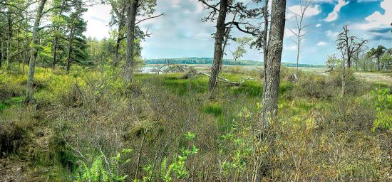 Mill Brook Marsh - Point 12 - Spring Panorama