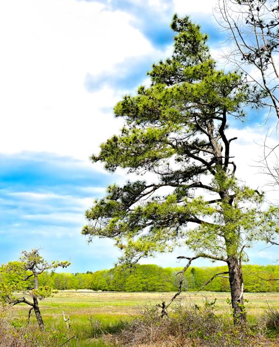 Mill Brook Marsh - Point 12 - Spring