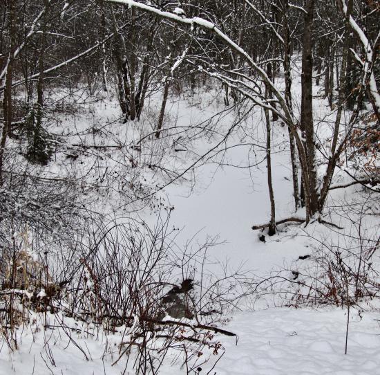Headwaters of the Nonesuch in the Nonesuch Parcel
